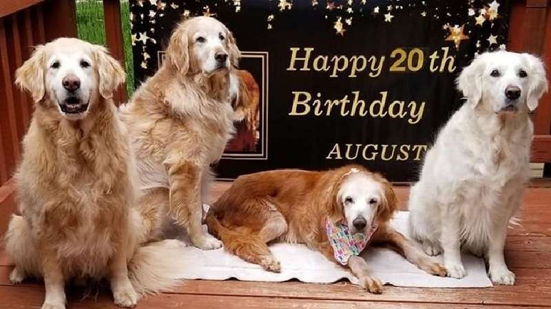 Il retriever più antico del mondo festeggia il suo 20° anniversario