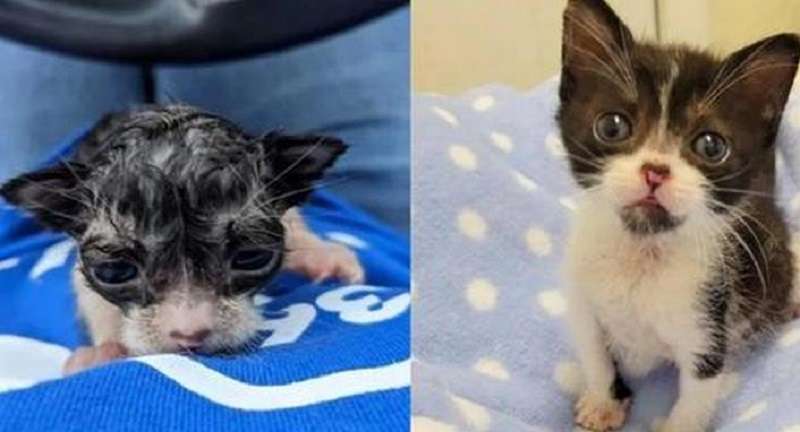 Il gattino si è bagnato sotto l'acquazzone, ma una donna gentile lo ha raccolto da terra e lo ha avvolto nella sua maglietta