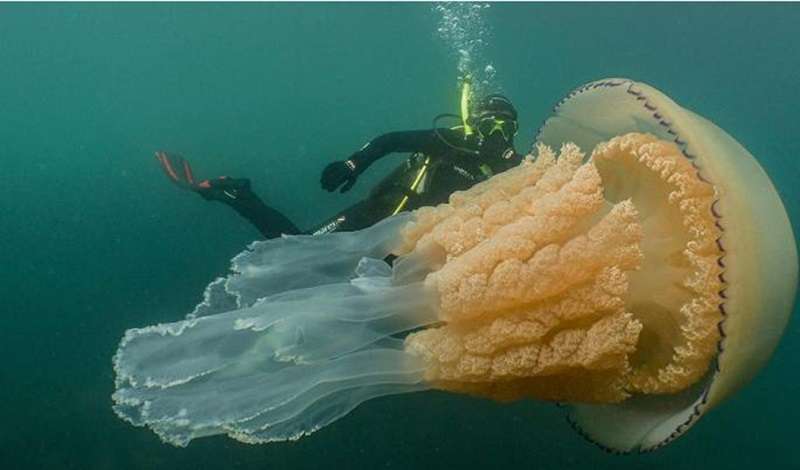 Una medusa gigante al largo delle coste dell'Inghilterra ha sbalordito un subacqueo – e poi l'intero paese