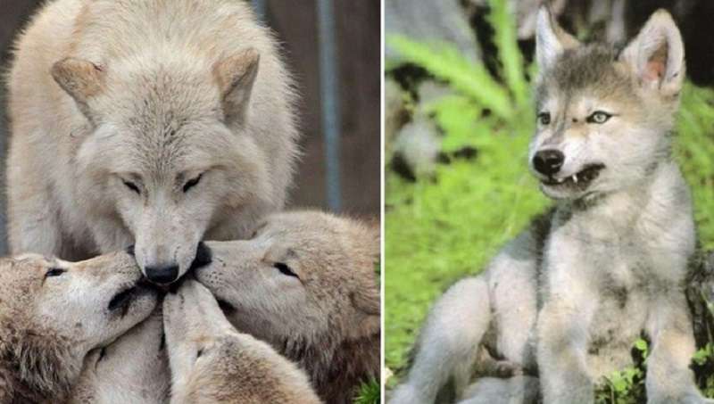 Il lupo vedovo non ha lasciato cinque cuccioli di lupo
