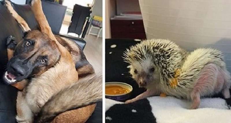 Foto divertenti di animali che danno positivo! – CACAO
