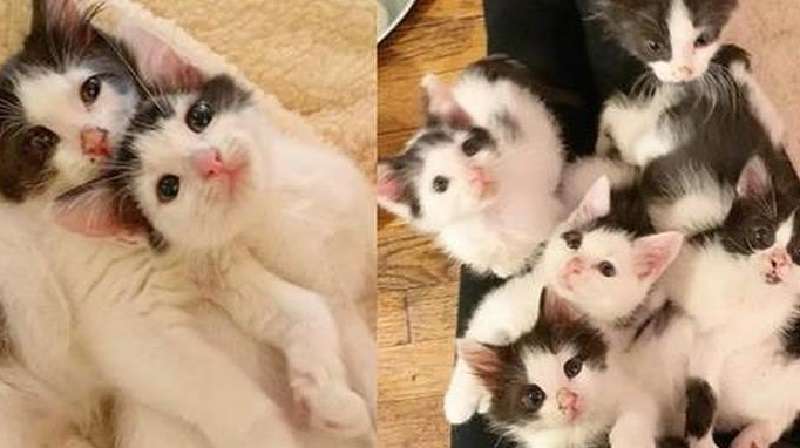 Cinque gattini orfani sono così amorevoli che nessun uomo può resistere