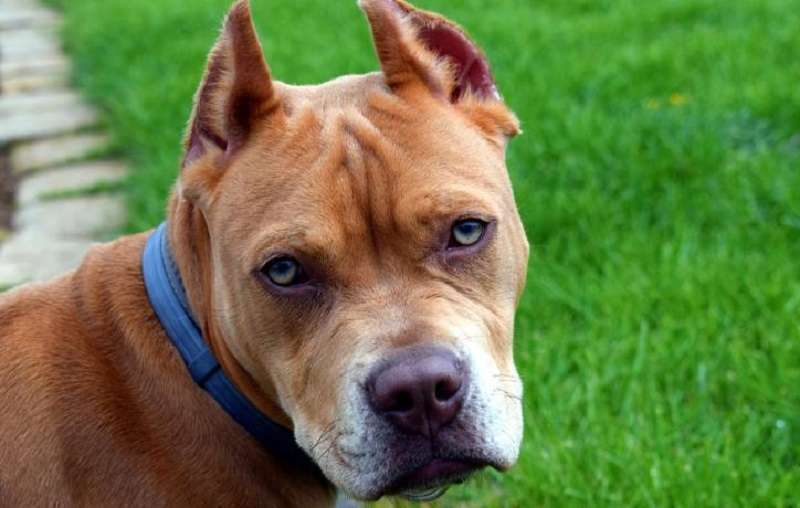 Il pitbull di 11 anni non ha fatto entrare i proprietari in casa: il cane intelligente sentiva che qualcosa non andava