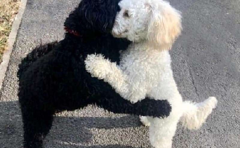 Il cane ha incontrato la sua copia. Quando si sono abbracciati, tutti hanno pianto