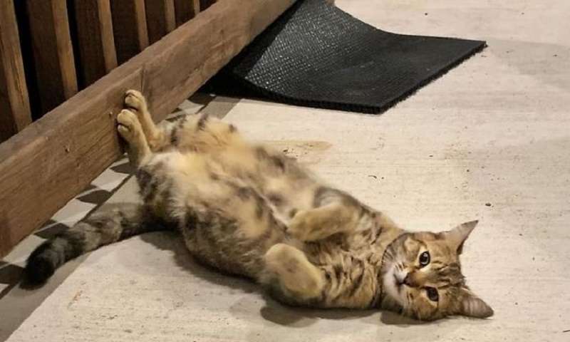 La coppia ha trovato un nuovo amico di fronte a un gatto di strada, e poi ha scoperto che l'animale non è chi afferma di essere
