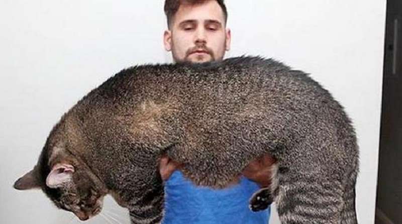 Un gatto enorme è caduto in buone mani!