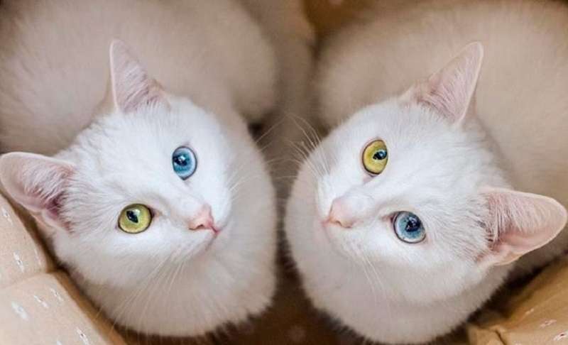 Il ragazzo non è riuscito a separare le due sorelle-gatti e ora sono diventate le preferite dei netizen