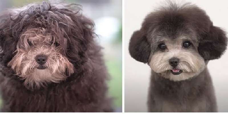Incredibili trasformazioni di cani che alla fine sono caduti nelle mani dei toelettatori