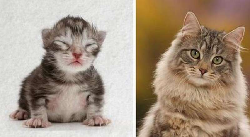 Il fotografo ha mostrato la crescita di un gatto in forma accelerata, ed ecco come si presenta il percorso dall'infanzia alla maturazione