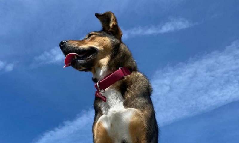 Il cane è stato salvato dal macello. È diventata un servizio e ha già salvato due volte la vita a un nuovo proprietario.