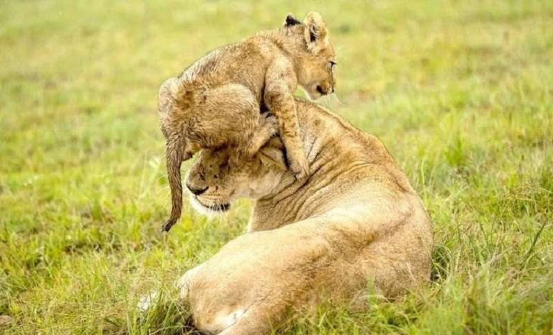 A volte le zampe della mamma cadono per gli scherzi dei bambini e poi papà leone viene in soccorso