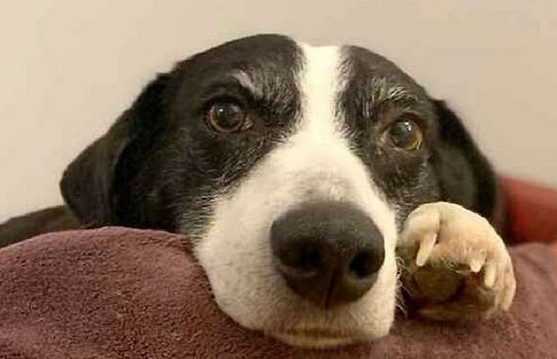 Il “cane più solitario” del Regno Unito ha finalmente trovato i proprietari