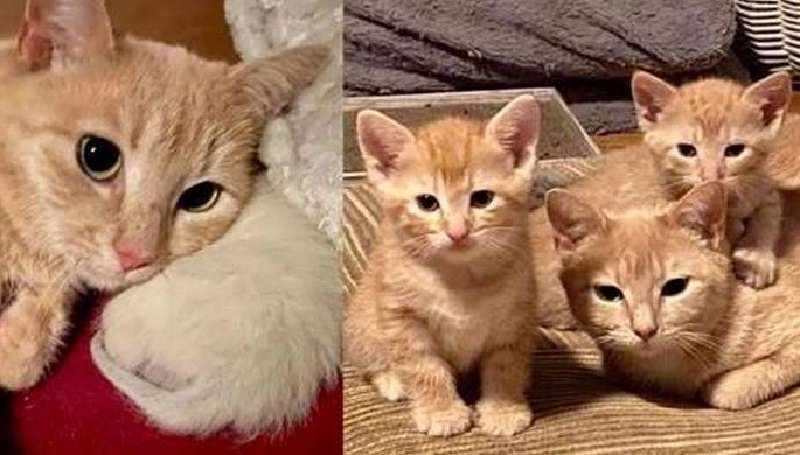Un gatto di strada robusto è pronto a dare ai gattini un futuro migliore, ma ha ancora bisogno di suo figlio