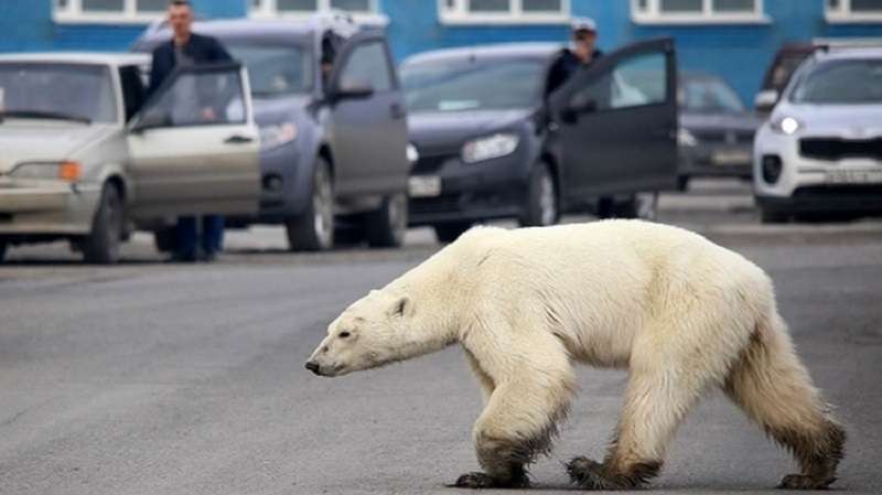 L'orso polare ha percorso più di 500 km in cerca di cibo
