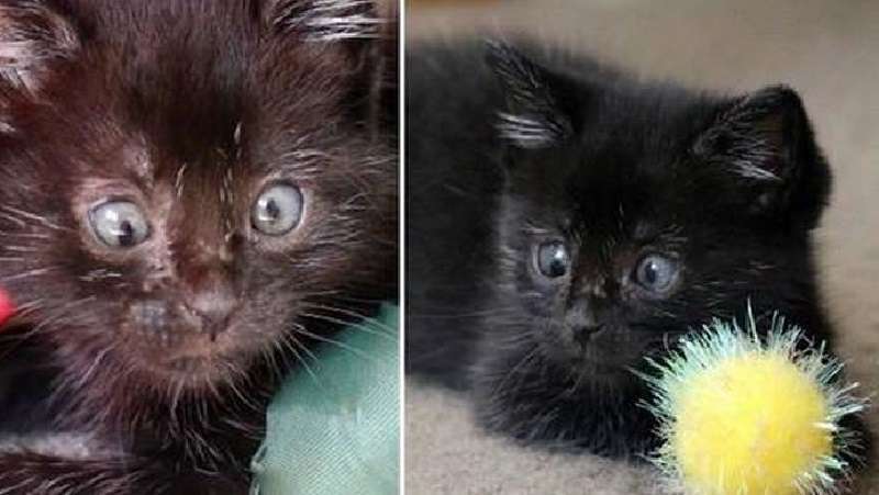 Un gattino abbandonato con gli occhi obliqui è diventato una magnifica signora