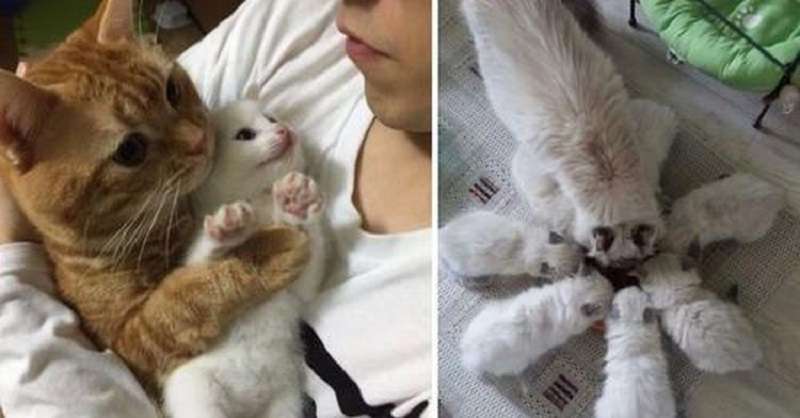 Mamme e papà soffici e i loro piccoli felici
