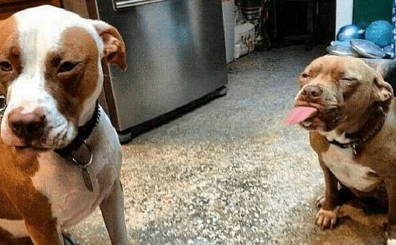 13 motivi per superare i pregiudizi e procurarti un cane pitbull