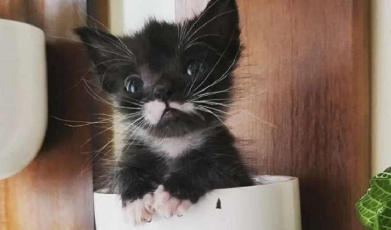 Piccolo gattino di 100 grammi lasciato solo