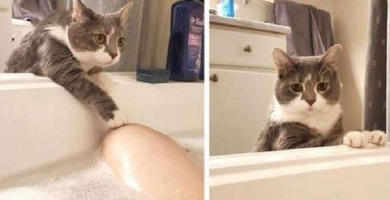 Animali domestici che si prendono cura – 15 foto tenere