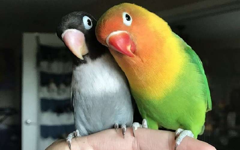 Un brillante pappagallo e il suo adorabile amante divennero genitori