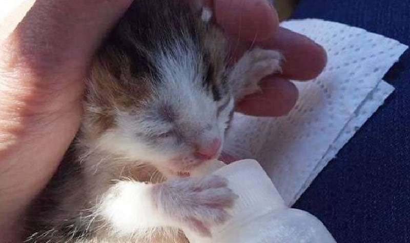 La ragazza ha trovato un gattino senzatetto e si è rivelato unico