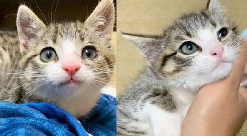 Il gattino selvaggio, a quanto pare, ha solo bisogno di una possibilità per mostrarsi come un gattino carino