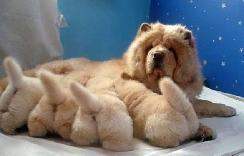 Madri animali sinceramente orgogliose della loro prole, nonostante tutti i problemi