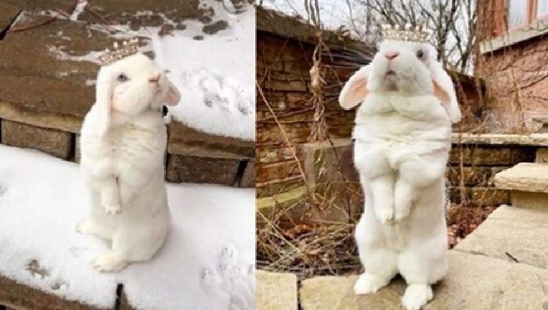 Instagram Star – Rabbit Queen Blanco, è solo una carinissima