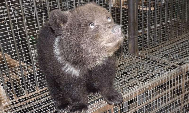 Bear nello zoo di Omsk ha nascosto per tre mesi di essere diventata madre di tre gemelli