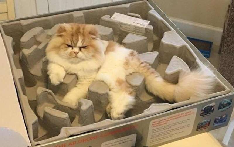 I gatti sfacciati violano di nuovo spudoratamente le leggi della fisica