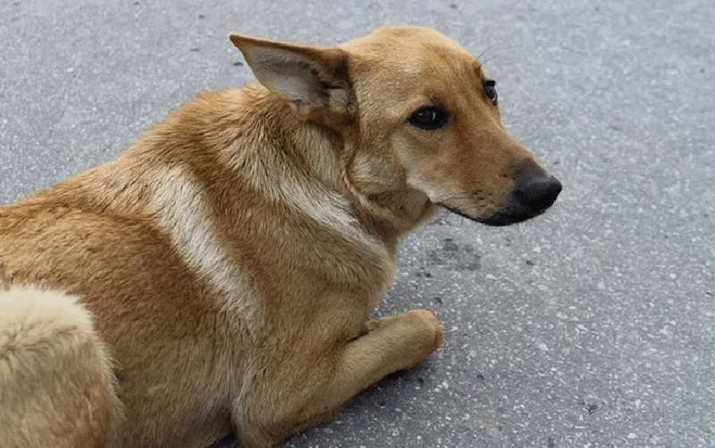 “Sei un cane scomodo, e i tuoi capelli e l'odore”, diceva la padrona di casa. “Vorresti andare e non tornare”
