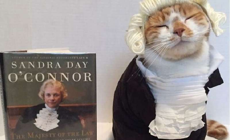 Il gatto cosplay Horatio attira i bambini in biblioteca