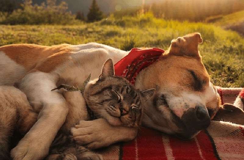 15 immagini che mostrano quanto possano essere profondi e vari i sentimenti degli animali