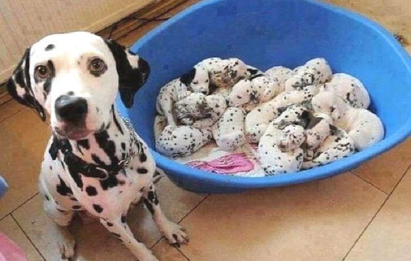 Top 10 foto molto toccanti di cani con i loro cuccioli