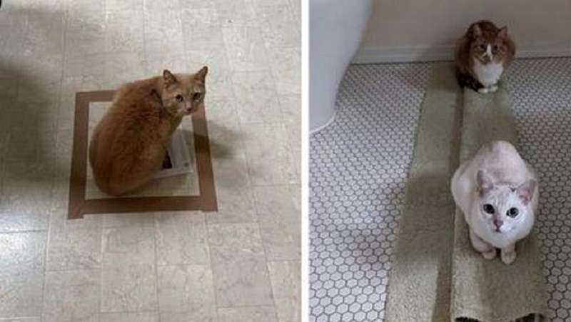 Istruzioni su come catturare un gatto: 15 consigli fotografici