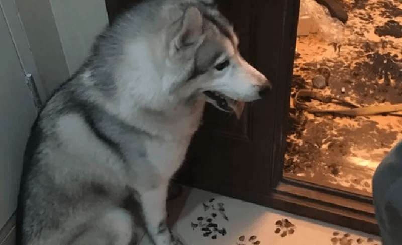 Il cane ha decorato la casa per l'arrivo dei proprietari. I proprietari sono rimasti stupiti