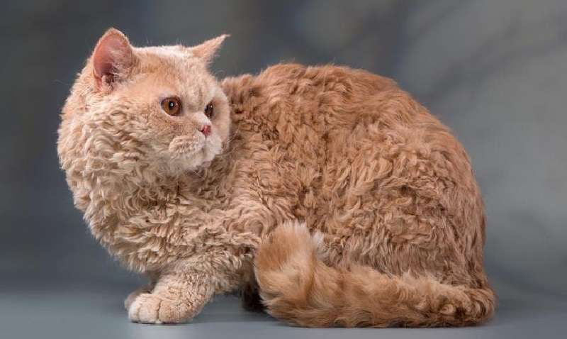 Incredibili gatti ricci hanno incantato tutti i netizen