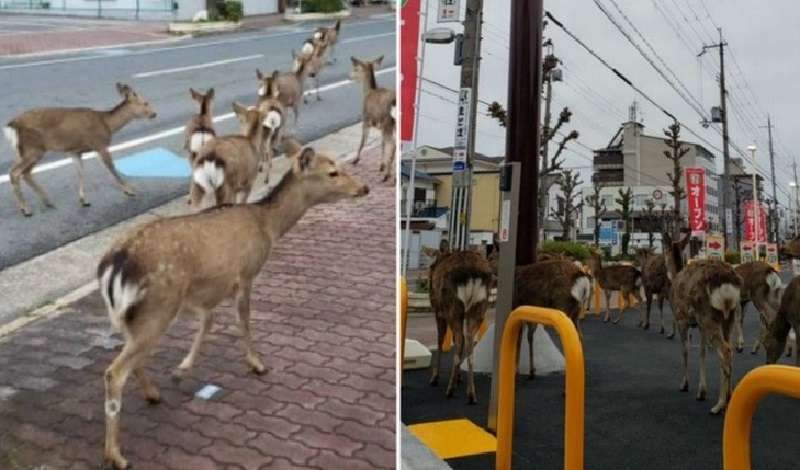 Mentre le persone stanno a casa, gli animali sono diventati padroni delle città