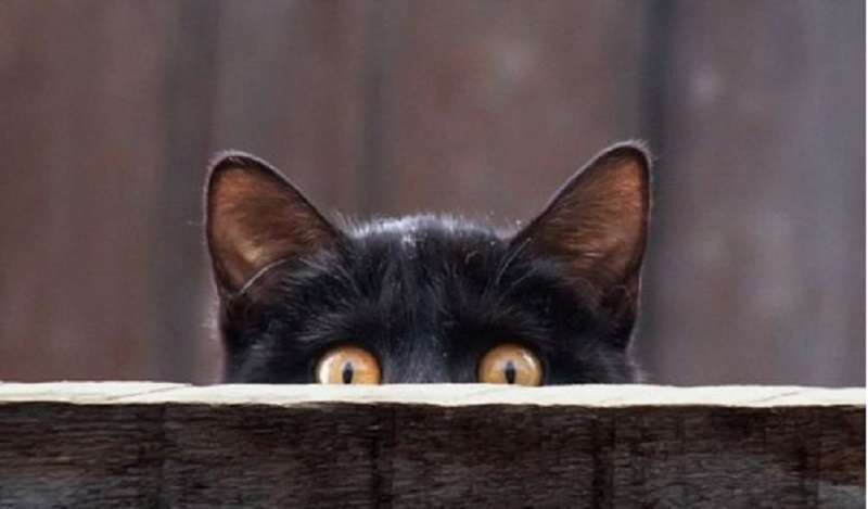 Cosa serve per un gatto in casa: fatti e segni