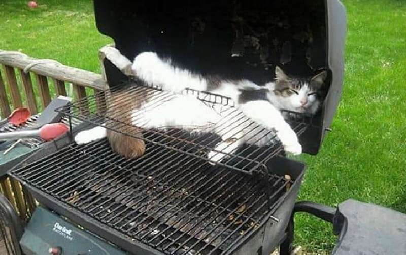 10 foto di gatti addormentati divertenti