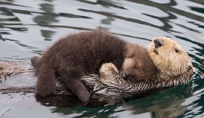 10 immagini di cuccioli di lontra che possono risolvere anche il giorno peggiore
