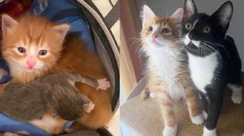 Un gattino rosso gettato in una scatola iniziò ad aiutare altri gatti e lungo la strada trovò un migliore amico