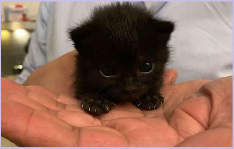 15 prove che i gatti neri sono fonte di tenerezza, non di sfortuna!