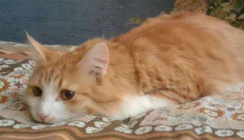 Un gatto coraggioso ha deciso di prendere la fortuna per la coda ed è andato dritto sul balcone di una donna