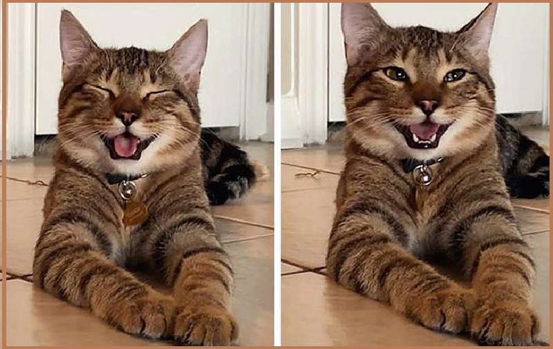 Animali che vuoi abbracciare e non lasciarti mai andare!