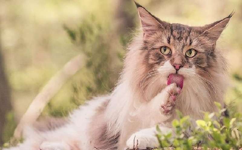 Il gatto norvegese delle foreste Pepper ama la libertà e la neve!