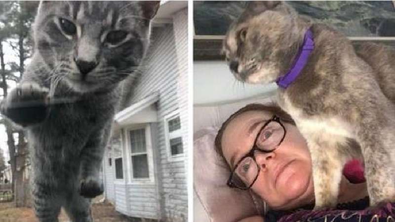 Sfacciato e carino – 15 foto di gatti che sputano nel tuo spazio personale