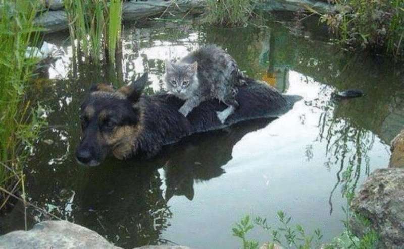 Foto di cani e gatti, da cui l'anima diventa più calda