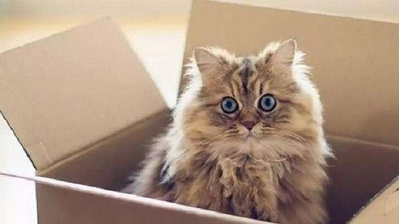 Strane abitudini degli animali domestici e le loro spiegazioni scientifiche