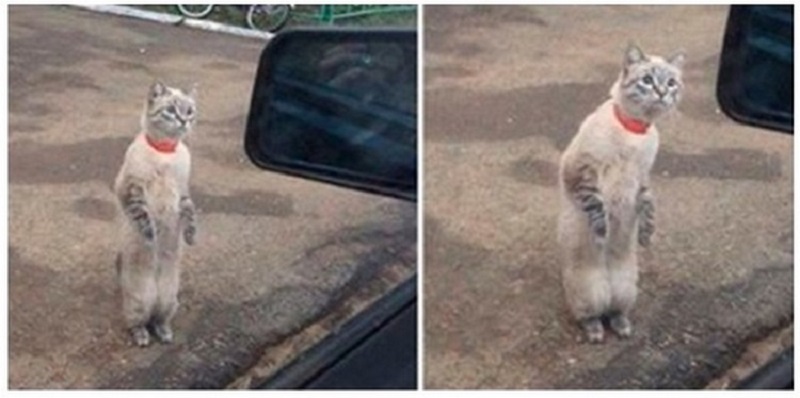 Foto divertenti e toccanti di animali che ti aiuteranno a sopravvivere ai giorni grigi